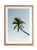 Fakarava Palm Tree