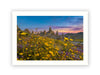 Wildflowers at the Trona Pinnacles