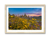 Wildflowers at the Trona Pinnacles
