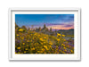 Wildflowers at the Trona Pinnacles