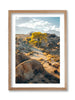 Alabama Hills Aspen