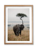 Majesty in the Plains
