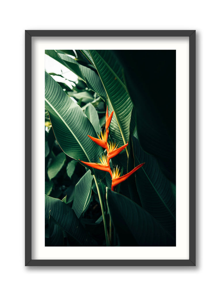Birds of Paradise