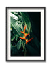 Birds of Paradise