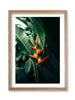Birds of Paradise