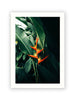 Birds of Paradise