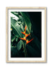 Birds of Paradise