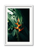 Birds of Paradise