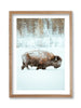 Jackson Hole Bison