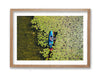 Susan Lake Lily Pads