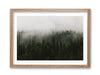 Misty Morning Evergreens
