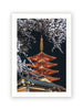Sensoji Cherry Blossoms