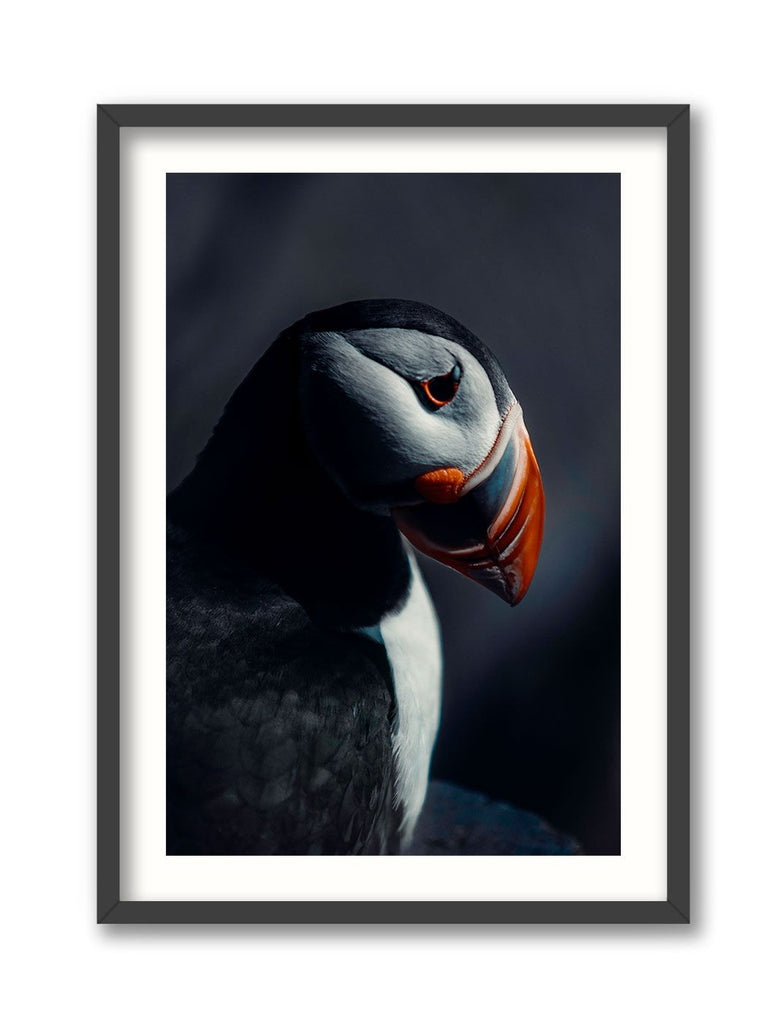 Icelandic Puffin