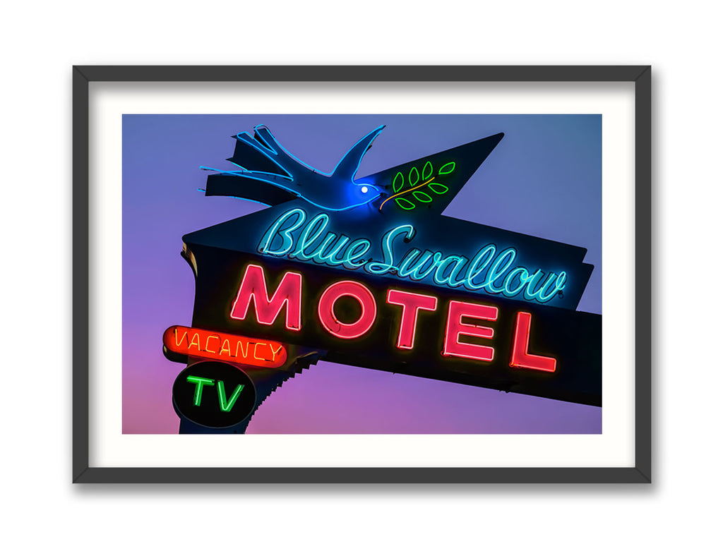 Blue Swallow