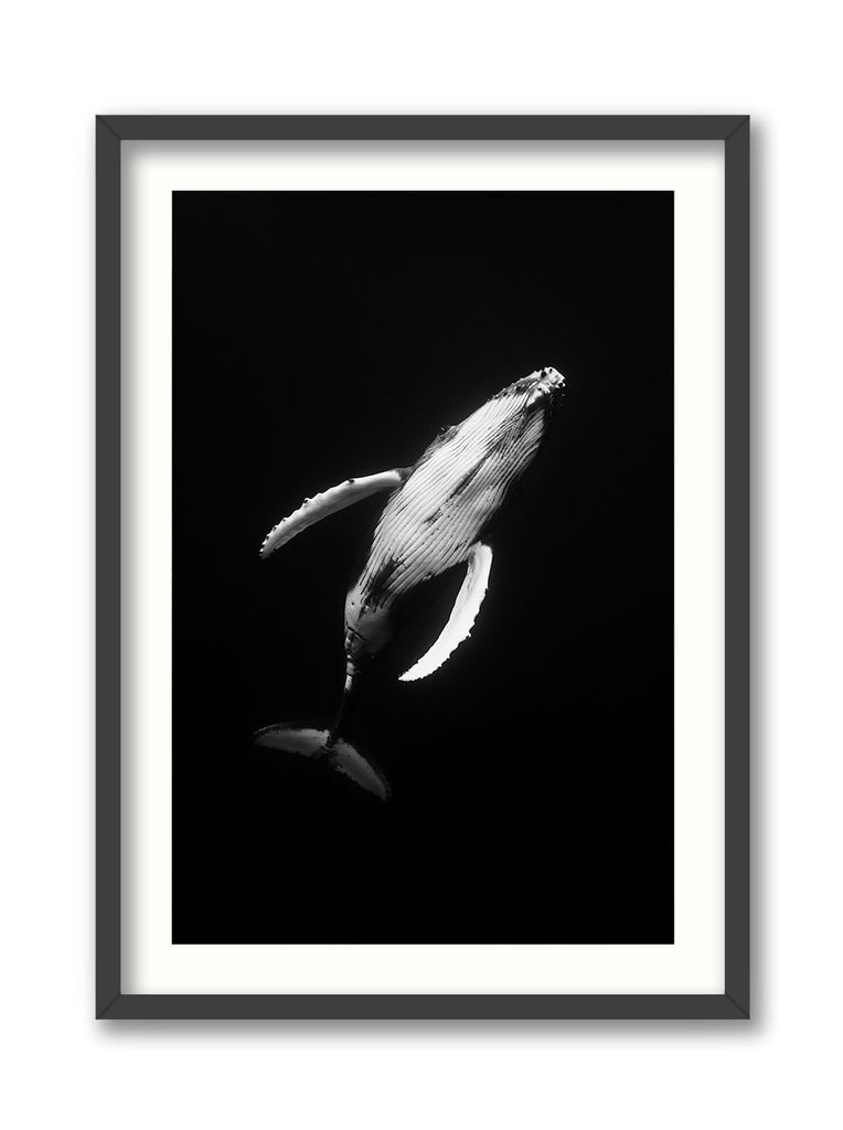 Black and White Belly