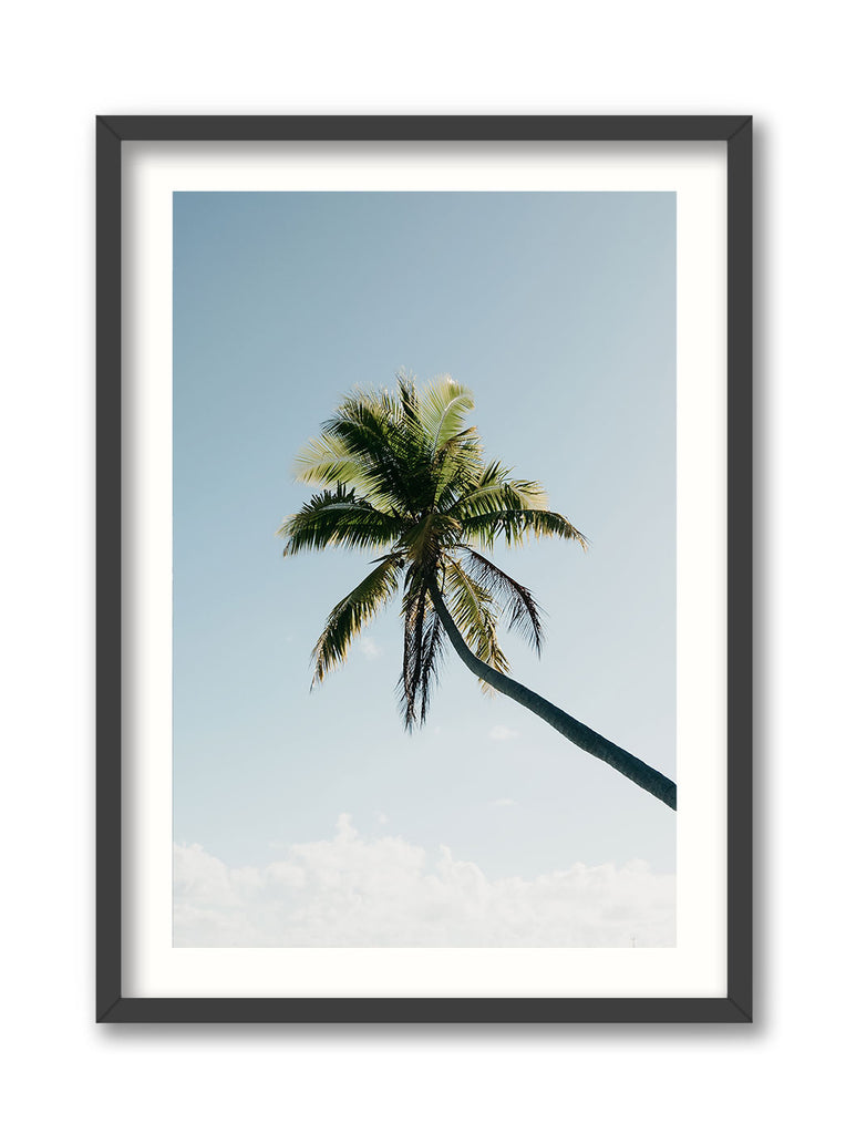 Fakarava Palm Tree