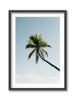 Fakarava Palm Tree