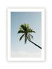 Fakarava Palm Tree