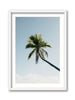 Fakarava Palm Tree