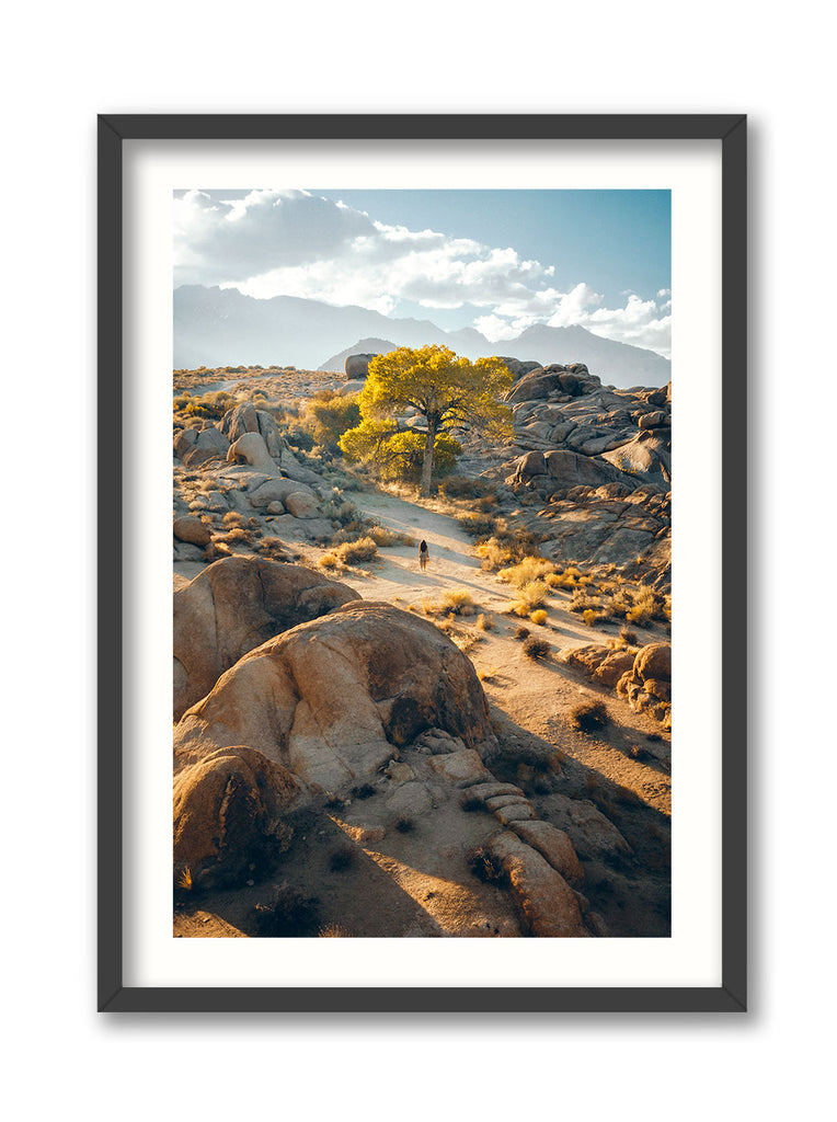 Alabama Hills Aspen