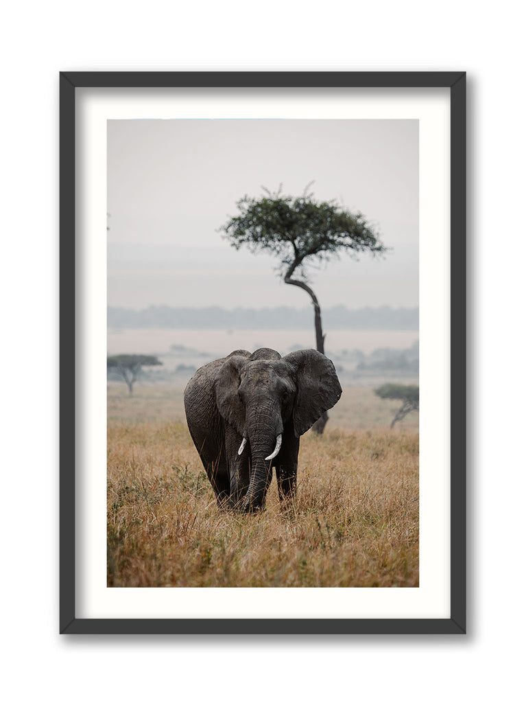 Majesty in the Plains