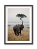Majesty in the Plains
