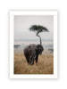 Majesty in the Plains
