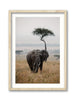 Majesty in the Plains