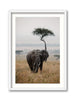 Majesty in the Plains