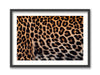 Safari Spots