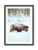 Jackson Hole Bison
