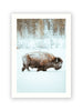 Jackson Hole Bison