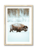 Jackson Hole Bison