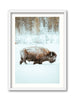 Jackson Hole Bison