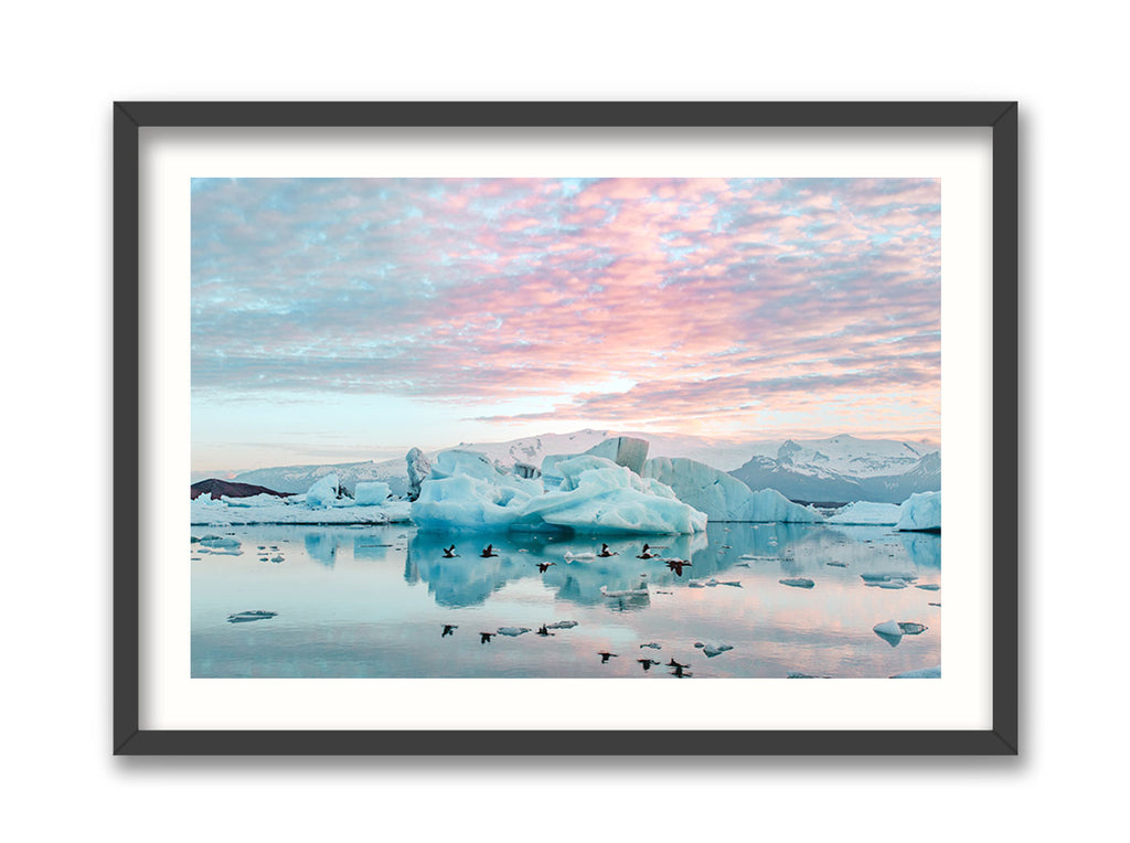 Birds of Jokulsarlon