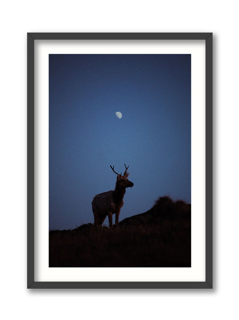 Young Tule Elk Under the Moon