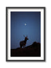 Young Tule Elk Under the Moon