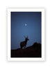 Young Tule Elk Under the Moon