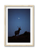 Young Tule Elk Under the Moon