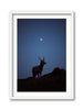 Young Tule Elk Under the Moon