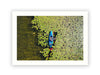 Susan Lake Lily Pads