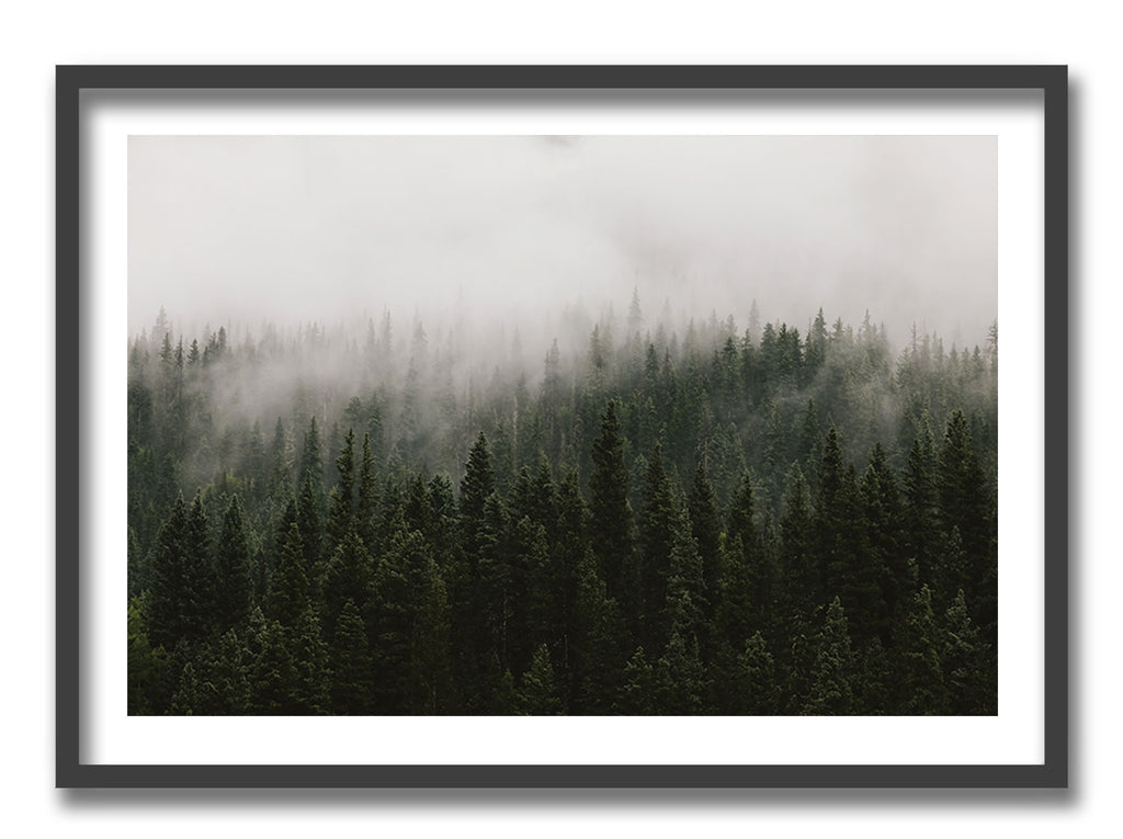 Misty Morning Evergreens