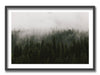 Misty Morning Evergreens