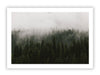 Misty Morning Evergreens