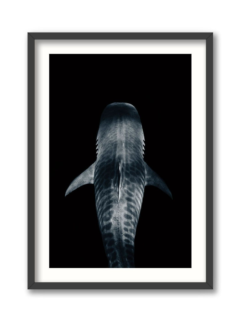 Above the Tiger Shark