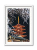 Sensoji Cherry Blossoms