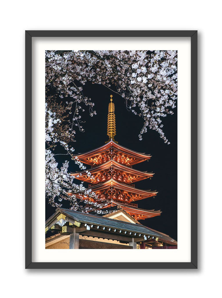 Sensoji Cherry Blossoms