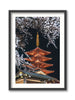 Sensoji Cherry Blossoms