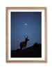Young Tule Elk Under the Moon
